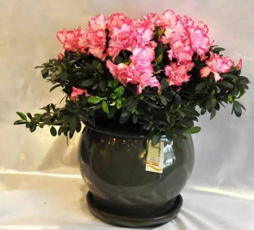 三大抗冻草花推荐清单