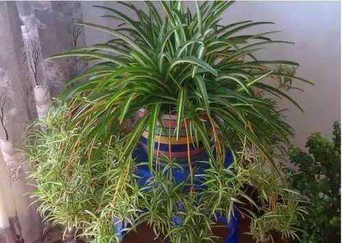 卧室绿植新宠，吊兰养眼又净化空气！