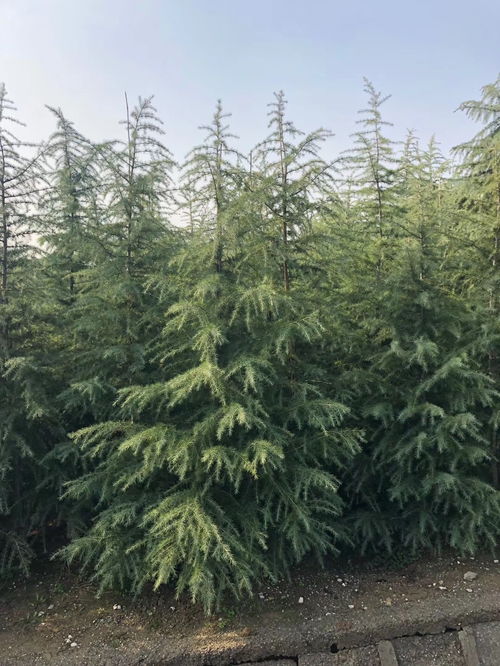 雪松价格揭秘：5米雪松多少钱一棵？