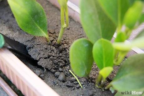 花草浇多了水怎么办？如何补救