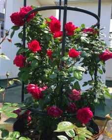 月季花在佛罗里达的种植之道