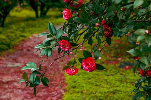 茶花缺水严重，原来是这原因