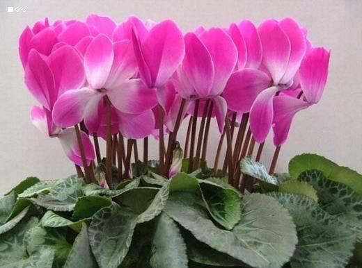 仙客来如何过夏天？夏季高温下如何调整生长温度？