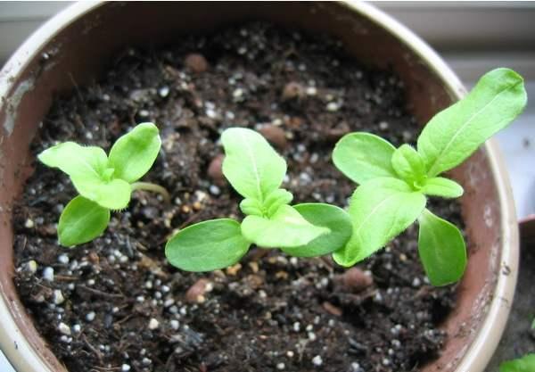 第四步：土壤酸碱性变化的影响