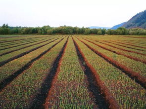 草甘膦，到底有没有害？