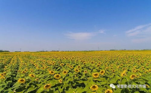 金dou尔乳油， 向日葵的好伙伴