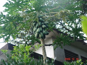 木瓜树根系揭秘：探究发达根系与花卉生长