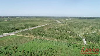 原冠苗成为硬性标准