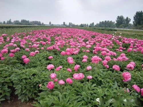 关注适合广东养的花品种