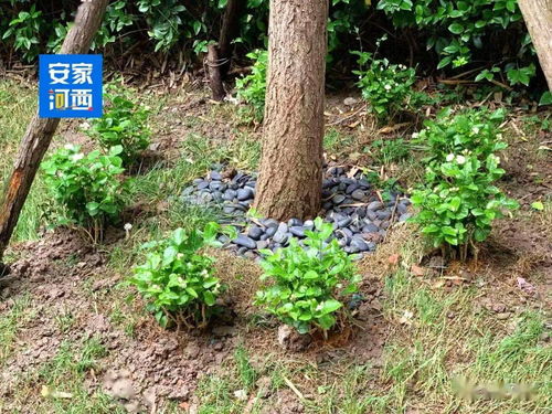 花苗刚买回，怎么浇水才能让它茁壮成长