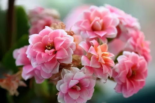 兰花养殖，那些需要注意的小细节