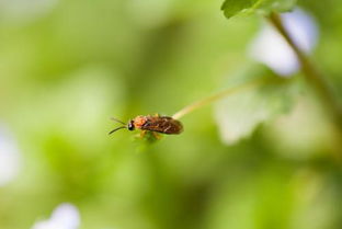 绿萝叶子小黑虫和黑色飞虫的烦恼