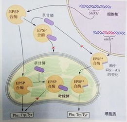 啥是抗除草剂基因编辑技术呀？怎么就成宝贝了？