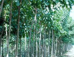 六安苗木，信息丰富又全面