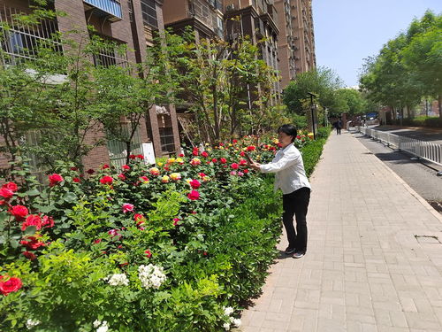 月季园开园，静安绿化升级新亮点