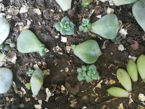 种植肉多多植物，如何高效繁殖
