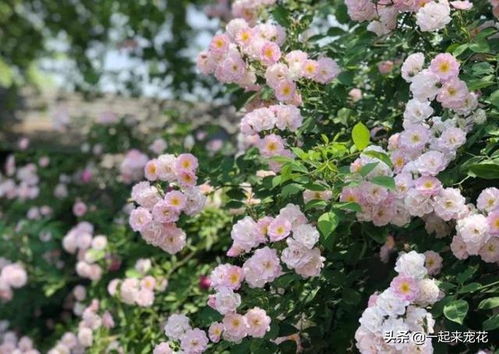 蔷薇科植物，真的吗？