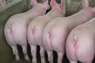 母猪繁殖常见问题有哪些应对措施？