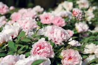 洛阳四月花卉品种推荐