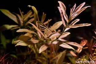 红色草的造景搭配