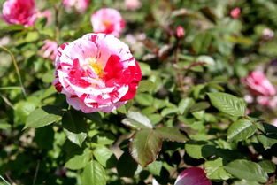 大海月季的花期究竟有多长？