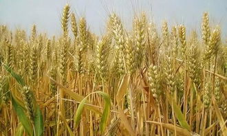 除草剂混加肥料， 那是有好处的