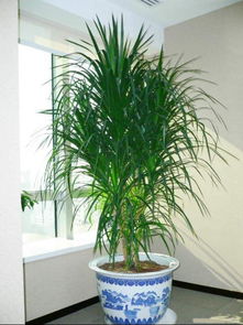 成者阝花草租赁：揭秘性价比之王