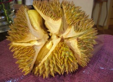 “榴莲盛产，花中珍馐，品鉴佳选！”