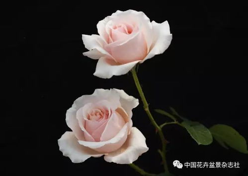 抗黑斑病嫩力强