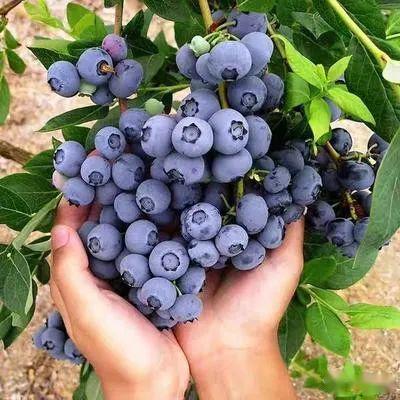 2月蓝莓田间管理要点：关注低温影响