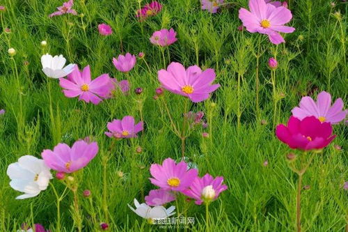 格桑花花期及开花规律，揭秘其神秘的开花奥秘