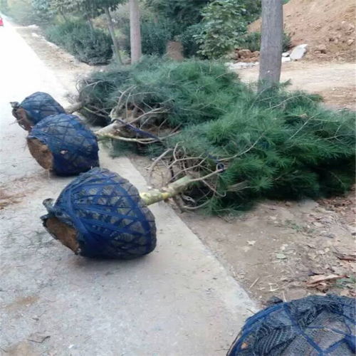 雪松小苗，生机勃勃