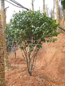 苗木价格便宜不？让我给你讲讲