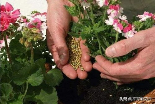 原因四：病虫害