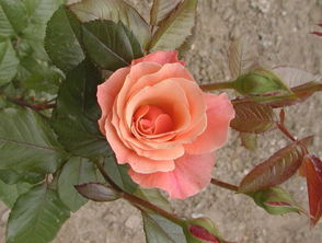 月季花朵绽放之美