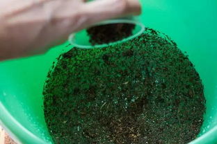 花卉生蚜虫，怎么办？简单偏方来帮忙！