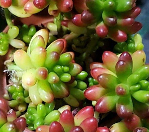 鸡蛋皮的神奇用途：种植花卉的小秘密