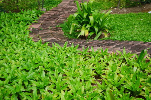 草本花卉与木本花卉的区分