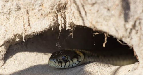 防蛇，还需多管齐下