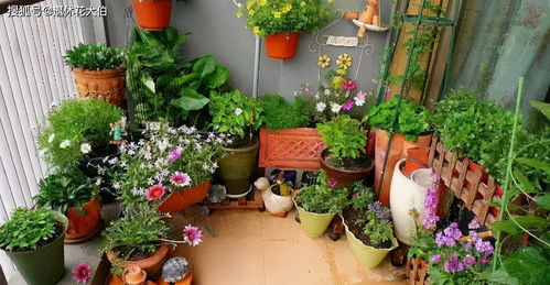 门口常见花卉推荐