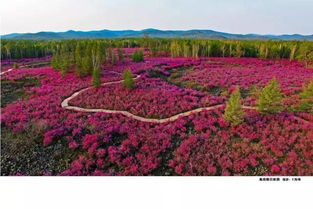 红花种植，掌握养殖技巧