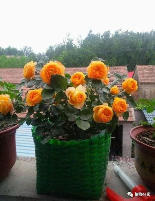 换盆， 月季生长的新起点