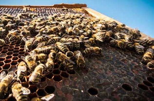 农药对蜜蜂的毒性研究