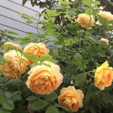 了解莱茵黄金月季/法尔茨黄金Pfalzer Gold