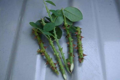 月季扦插，轻松上手的小技巧