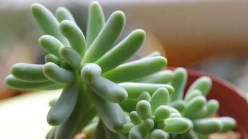 浇水：不要积水， 干透再浇