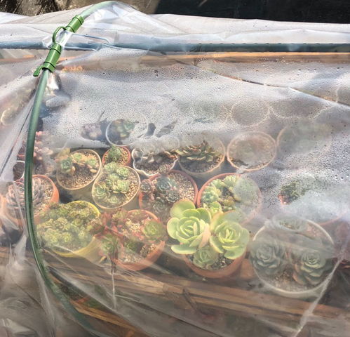 冬天如何给花保暖不被冻坏？