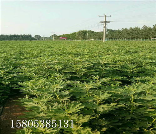 广西茶油种植基地：江西哪里能购买优质山茶树苗？