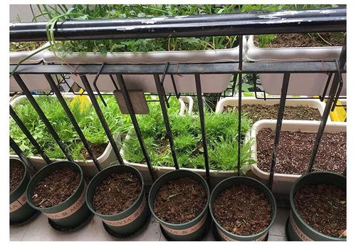 墙根种菜，美不美？