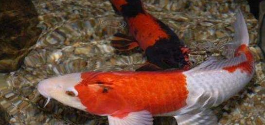 锦鲤专用杀虫剂锦鲤用百虫真的能有效驱除锦鲤身上的寄生虫吗？